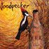 Woodpecker 的头像