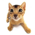 Avatar for Ofwglover