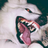 Avatar for exxii