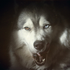 Avatar for mkookie