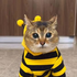 Avatar for onionsmuglrr