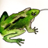 Avatar for LadyTreefrog