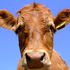 cowfurnace için avatar
