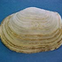 Avatar di Geoducks