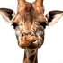 Avatar for GiraffeKiller