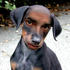 Avatar for tommo-