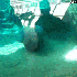 Avatar di Doppelkinn007