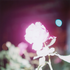 Avatar for fieldofflowers