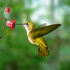 Avatar for flyingbirdkick