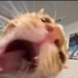 lelepom 的头像