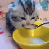 Avatar for feinforkitty