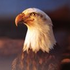 Avatar for STEagleEye