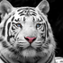 Avatar for WildTigerrr