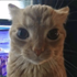 Avatar for Miryuoz