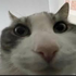 Avatar for garrafadolidl