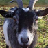 Avatar for frankthegoat