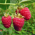 LovelyRaspberry için avatar