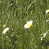 Avatar di sabonetex9