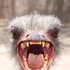 vampire-emu 的头像