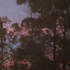 Avatar di AvianFlu_