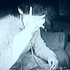 Avatar di wolfbabyshark