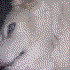 Husky-man için avatar