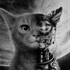 Avatar for Elcatnoir
