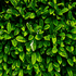 Avatar for HedgerowTV