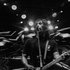 Avatar for Noh Salleh