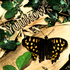 Avatar for Yuukow