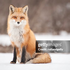 Avatar for chaofox_