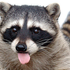 Super_Raccoon 的头像