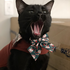 Avatar for Miau_Kitty
