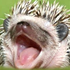 Hedzhog için avatar