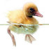 Avatar di Bird_on_aWire