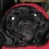 Avatar for fitzlade