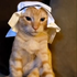 Avatar di gatoarabe