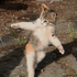 cat_from_sky 的头像