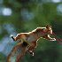 Avatar for KetchupSquirrel