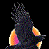 Avatar for BlackRaven666