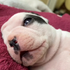 Avatar di gmailfrenchie