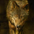 Avatar de Wol4ara