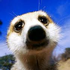 Avatar di Happy_Meercat