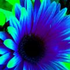 Avatar for bluegerbera86