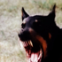 Avatar for twice_as_bright