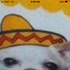 Avatar for dogwiener