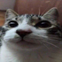 Gatitoalien 的头像