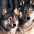 Avatar for Sounds of the Wolf