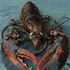 Avatar for NeoLobster