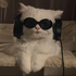 meeeeeeeeoow 的头像